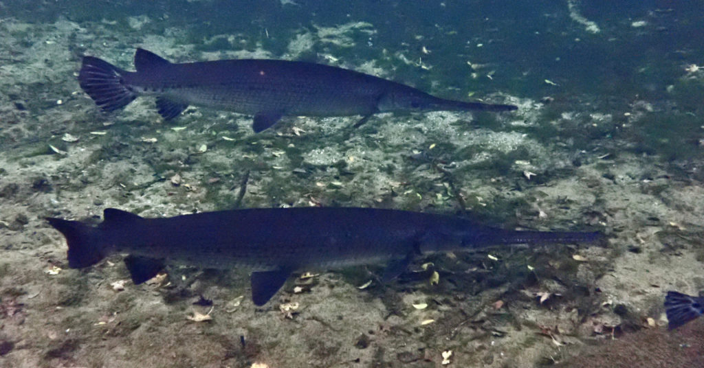 Two gar fish in Blue Springs, a natural spring in Florida. Photo: unofficialflorida.com.