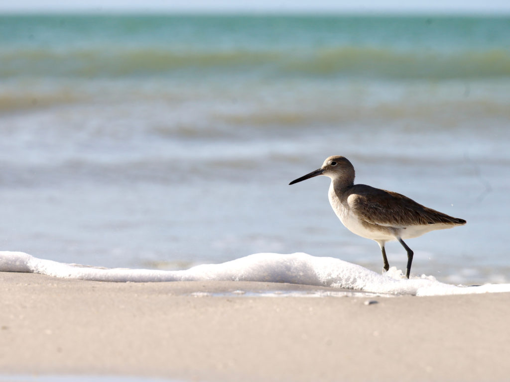 A shorebird in the surf - Pros and Cons of Living in Florida - by unofficialflorida.com.