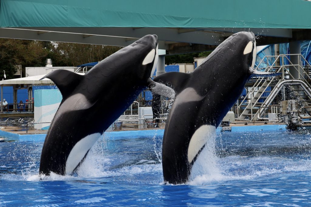Two orcas during Dine with Orcas at SeaWorld Orlando - by unofficialflorida.com.