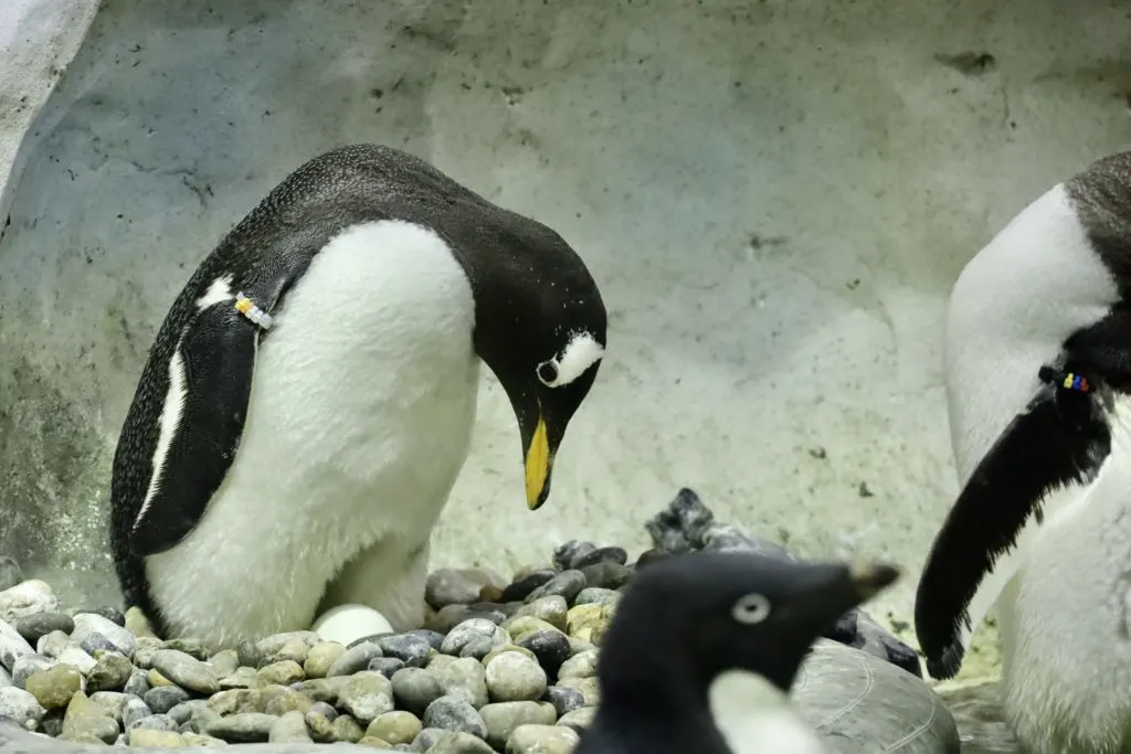 A penguin looks after an egg at SeaWorld Orlando - by unofficialflorida.com.