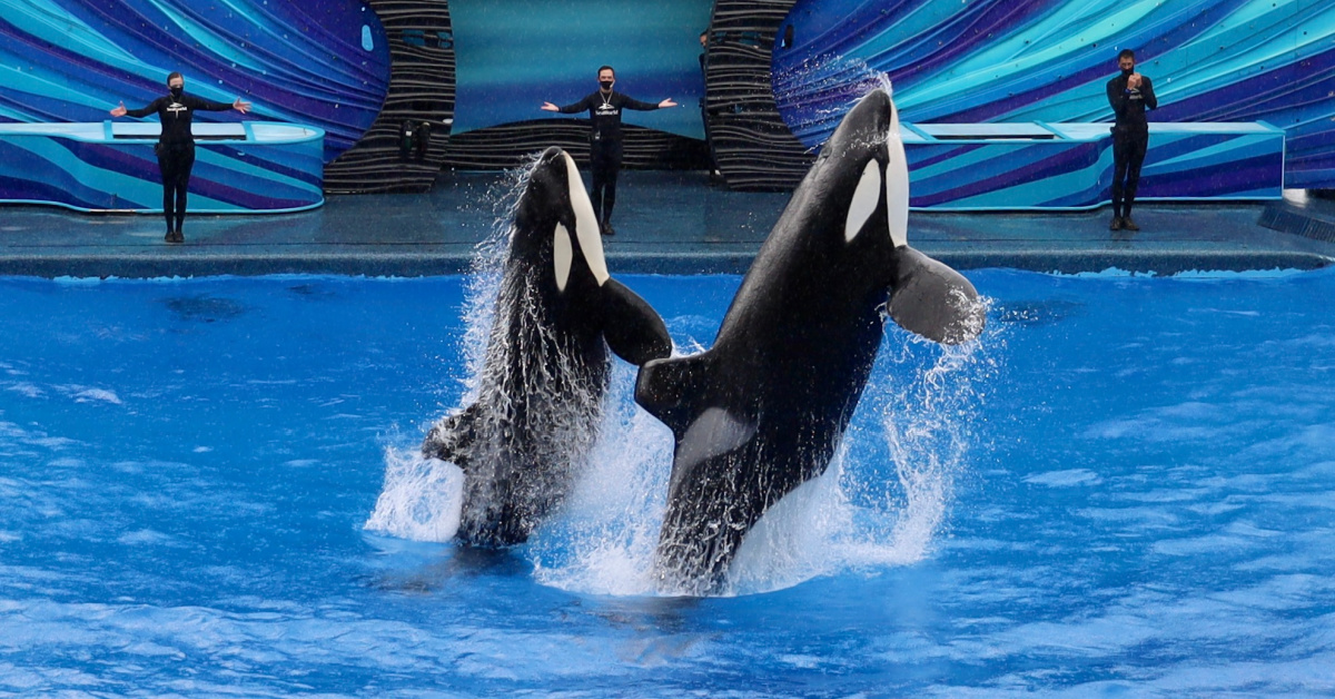 Things to Do at SeaWorld - A Travel Guide - unofficialflorida.com