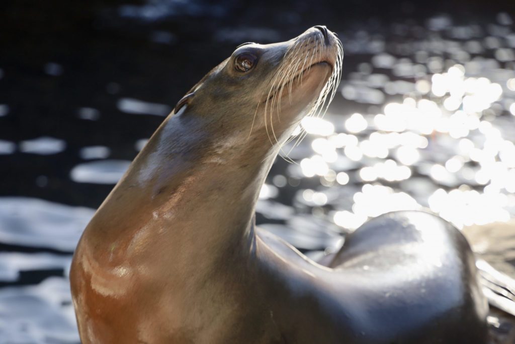 A sea lion basks in the sun at SeaWorld Orlando. Photo credit: unofficialflorida.com.