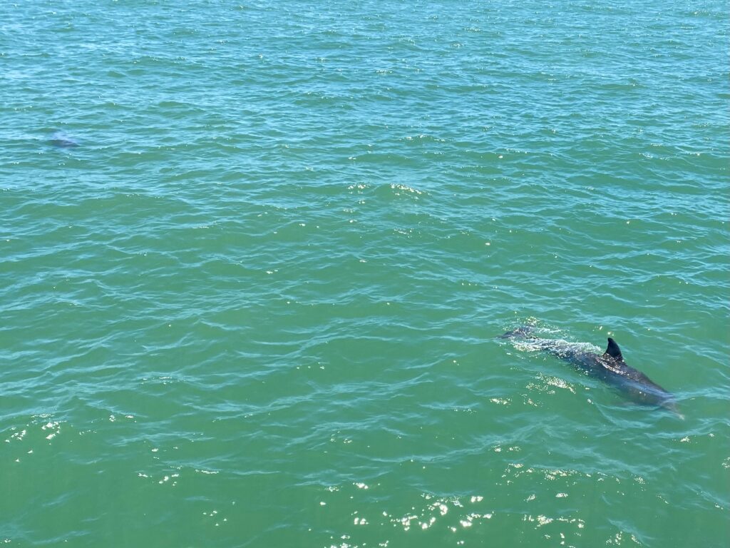 9 Things to Do at Fort De Soto Park in Tierra Verde, Florida - Dolphin watching - unofficialflorida.com.