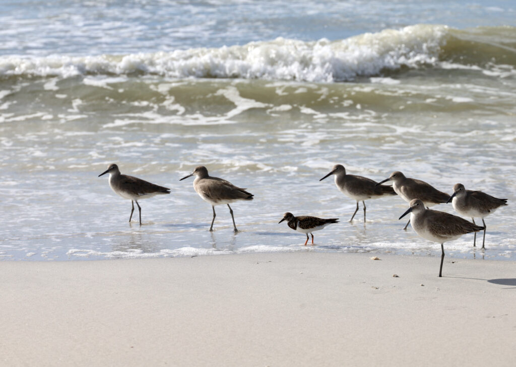Shore birds at Treasure Island - The Closest Beaches to Disney World & Orlando, Florida - unofficialflorida.com.