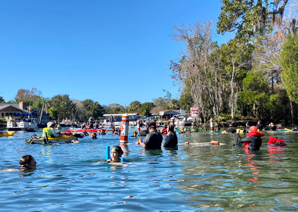 Crystal River on a December day outside the manatee sanctuary. Both the tour boats and the people are being watched by FWC (Florida Fish and Wildlife Conservation Commission in yellow kayaks and vests - 8 Best Places to See and Swim with Manatees in Florida - unofficialflorida.com.