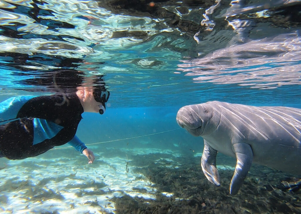 The author passively observes a manatee in Florida waters - 8 Best Places to See and Swim with Manatees in Florida - unofficialflorida.com.