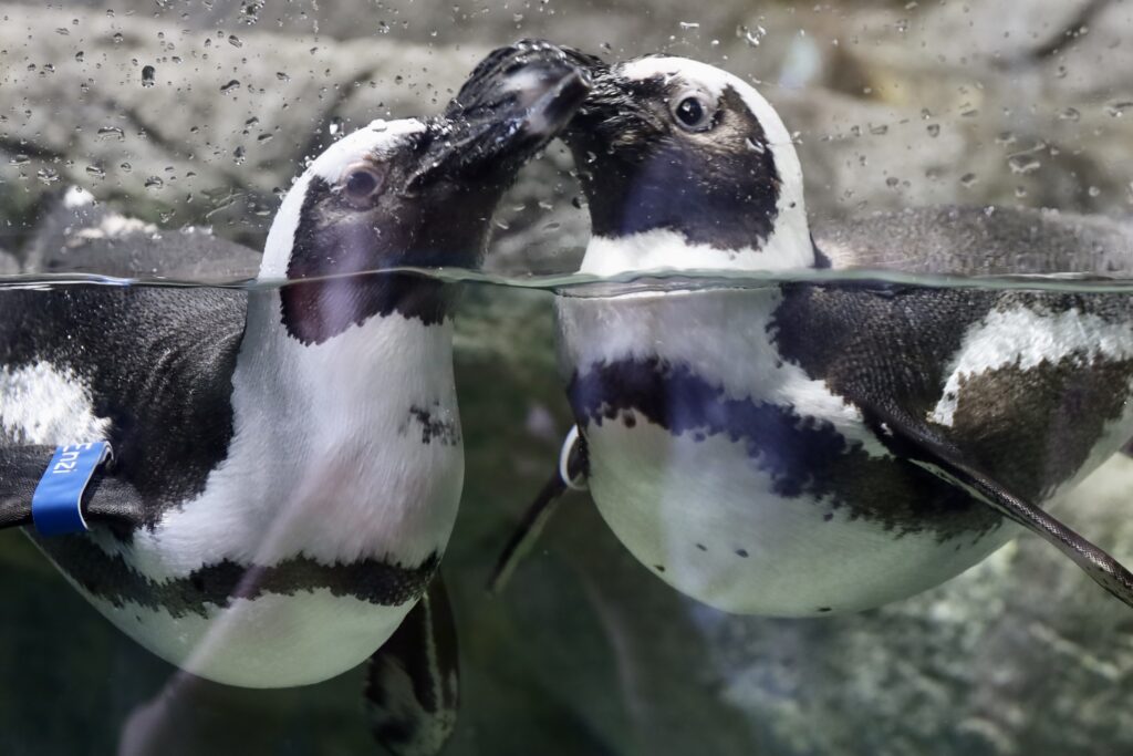 African penguins at The Florida Aquarium - unofficialflorida.com.