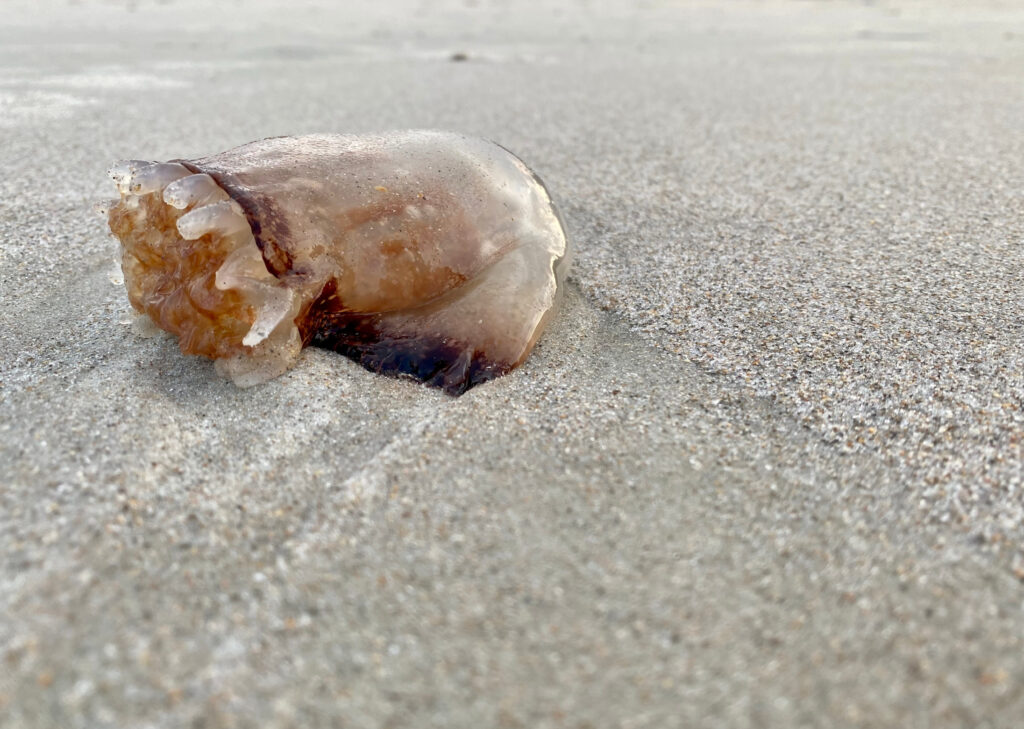 A washed up jellyfish at New Smyrna Beach - The Closest Beaches to Disney World & Orlando, Florida - unofficialflorida.com.