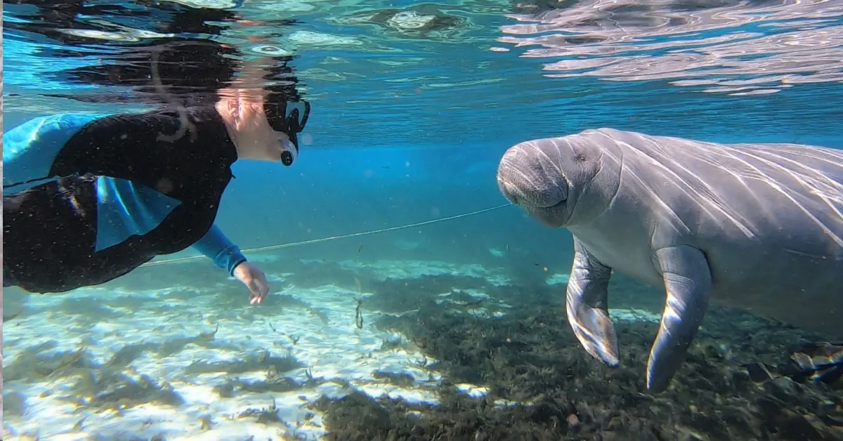8 Best Places to See and Swim with Manatees in Florida