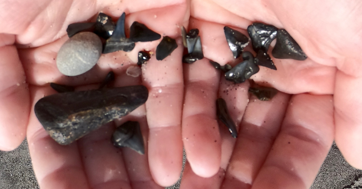 The Best Beaches for Finding Shark Teeth in Florida (2022 Edition)
