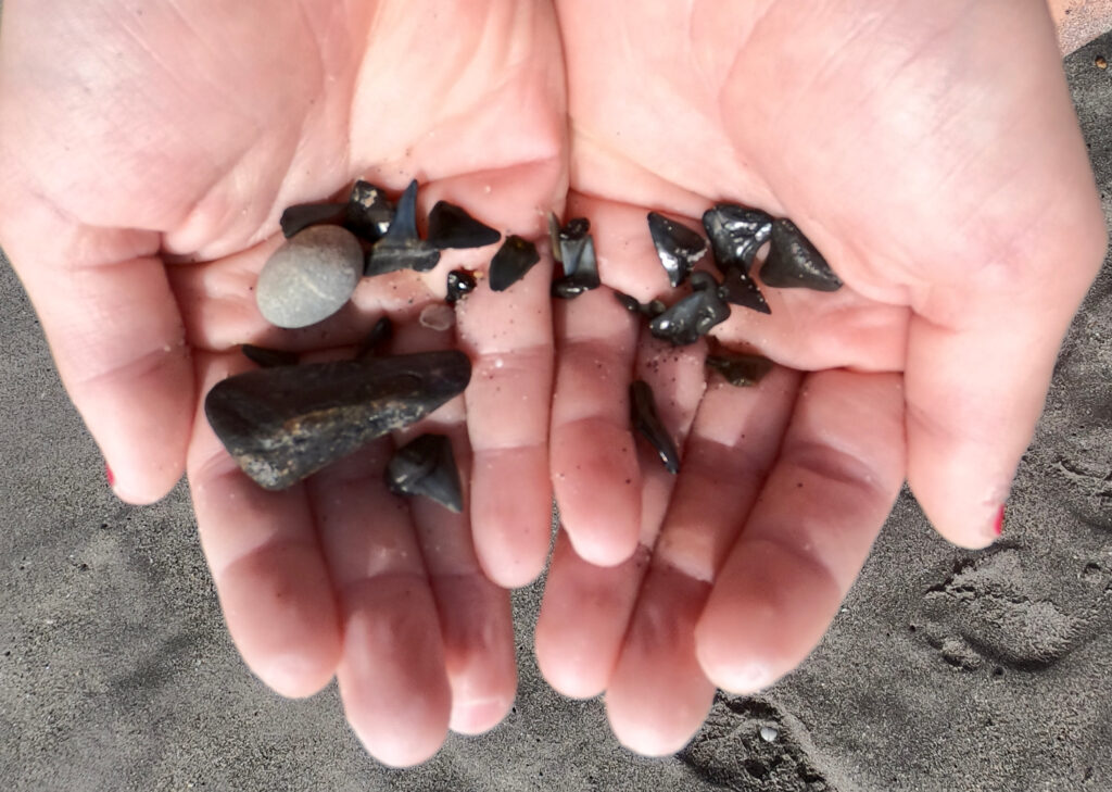 The Best Beaches for Finding Sharks Teeth in Florida (2022 Edition) - A handful of teeth - unofficialflorida.com.