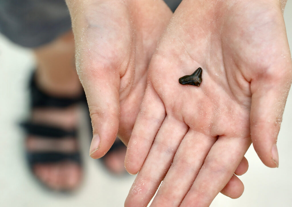 The Best Beaches for Finding Sharks Teeth in Florida (2022 Edition) - A child showing off a shark tooth at the beach - unofficialflorida.com.