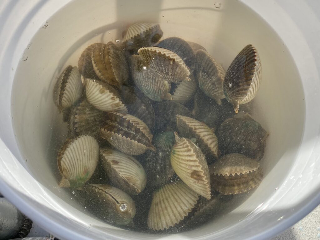 A bucket of freshly caught bay scallops - Scalloping in Florida - unofficialflorida.com.