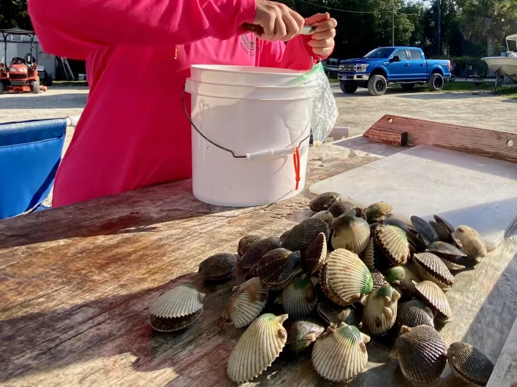 Shucking freshly caught sea scallops - Scalloping in Florida - unofficialflorida.com.