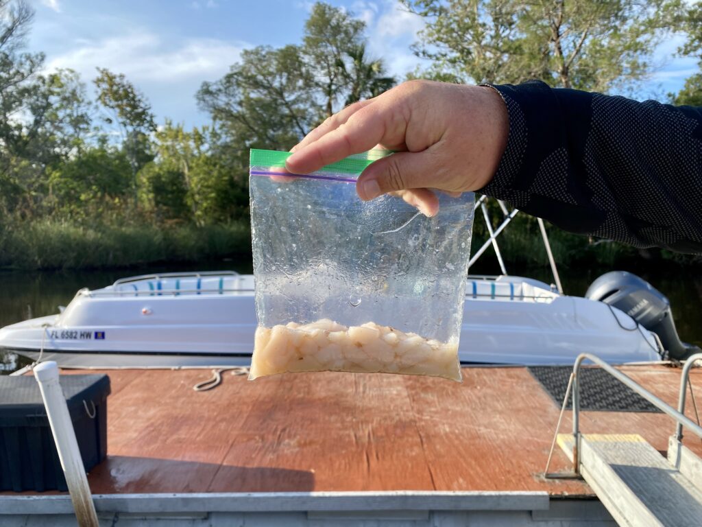 A ziploc bag full of fresh bay scallops collected near the Homosassa River - Scalloping in Florida - unofficialflorida.com.