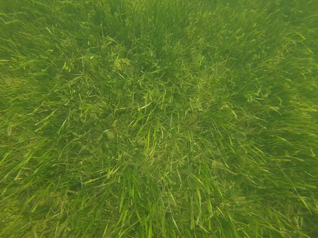 A scallop in a seagrass bed - Scalloping in Florida - unofficialflorida.com.