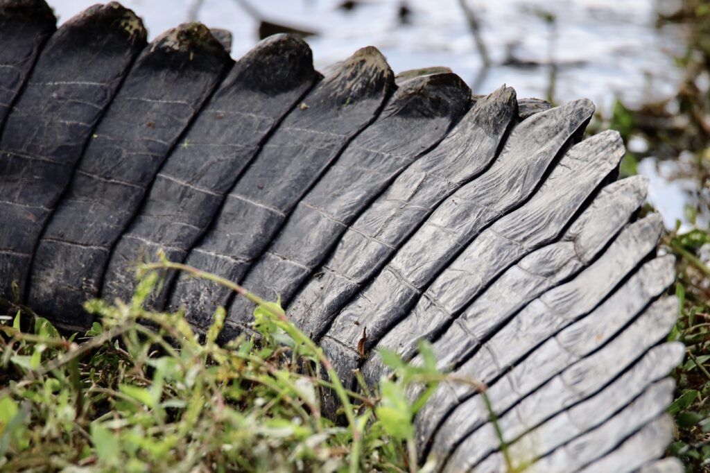 5 Things to Know About the Apopka Wildlife Drive - Bull alligator tail - unofficialflorida.com.