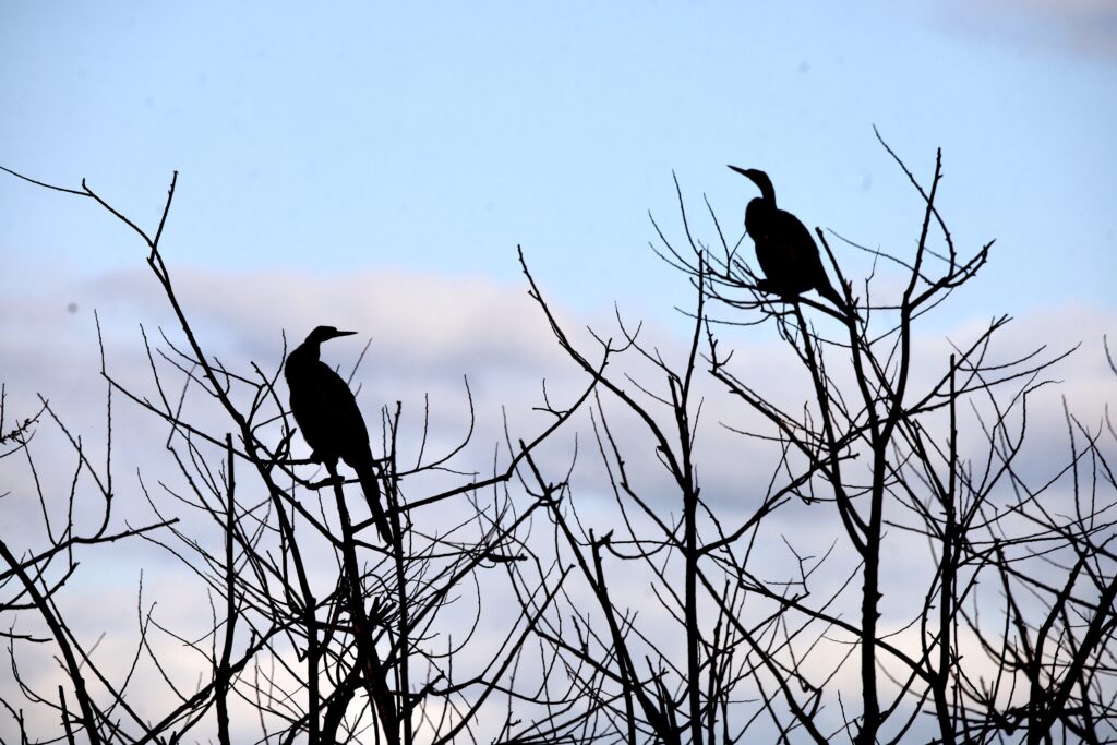 5 Things to Know About the Apopka Wildlife Drive - Silhouettes of Anhinga Birds - unofficialflorida.com.