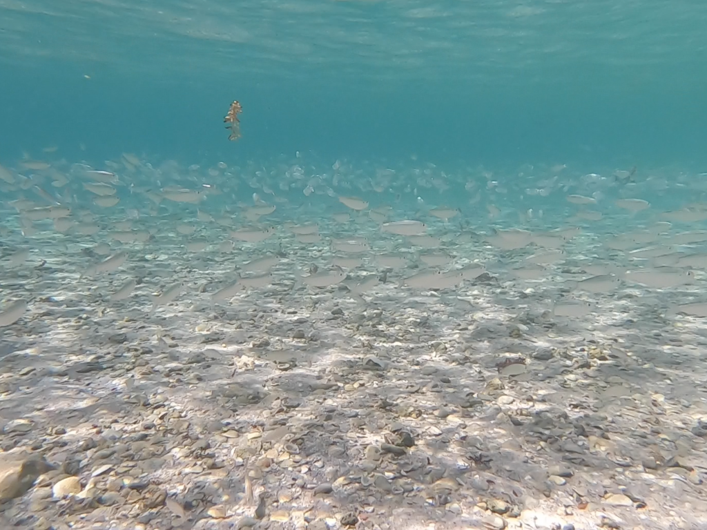 Peanut Island, Florida: Snorkeling Paradise - Bait fish in the snorkeling lagoon at Peanut Island - unofficialflorida.com.