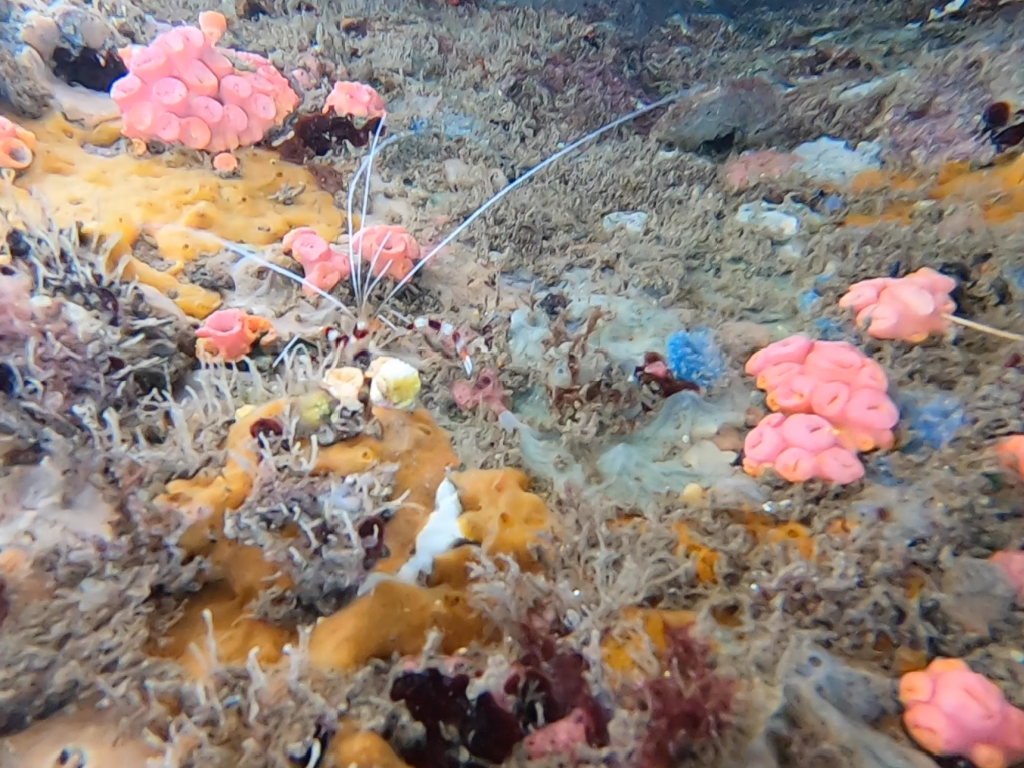 Peanut Island, Florida: Snorkeling Paradise - Banded Coral Shrimp - unofficialflorida.com.